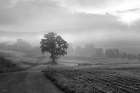 Morning Haze II Landscape Print