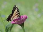 Butterfly Resting Spot I Art Print