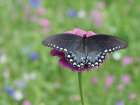 Butterfly Resting Spot II Art Print