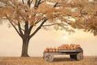 Autumn Leaves and Pumpkins Please Art Print