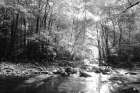 Little Pigeon River II Art Print