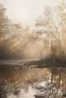 Gold Reflections Art Print