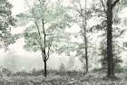 Three Trees Art Print