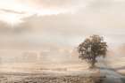 Sepia Foggy Morning Art Print