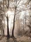 Woodland Sunrise Art Print
