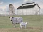 Momma and Baby Cow Art Print