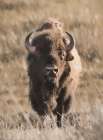 Yellowstone Bison Art Print