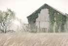 Ivy Barn Art Print