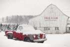 Studebaker at Tree Farm Landscape Print