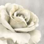 Yellow Rose Art Print