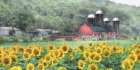 Sunflower Farm Art Print