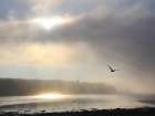Foggy Bar Harbor Art Print