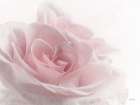 Romantic Rose I Art Print