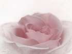 Romantic Rose II Art Print