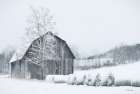 Snow Day in the Country Art Print