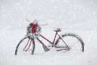 Lighted Christmas Bike Still Life Print