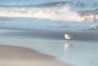 Seagull in the Sand Art Print