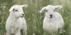 Little Lambs Art Print