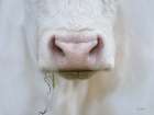The Nose Knows Minimalist Print
