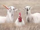 Barnyard Antics Art Print