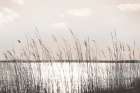 Beach Grass Art Print
