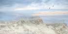 Sea Gulls over the Sand Dunes Art Print