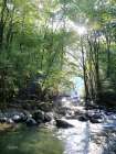 Little Pigeon River Portrait Art Print
