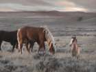 Cody Wild Horses Art Print