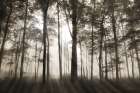 Forest Illumination Art Print