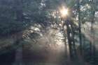 Forest Rays of Light Art Print