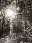 Little Pigeon River Trail Art Print