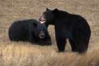 Pair of Bears Art Print
