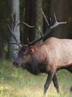 Cherokee Elk I Art Print