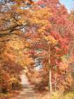 Autumn in the Valley I Art Print