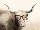 Smart Looking Highland Art Print