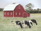 Grazing Cows Art Print