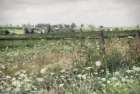 Flower Valley Field Art Print