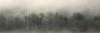 Misty Morning Trees Art Print