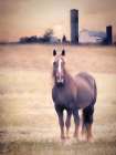 Horse Farm Sunset Art Print