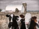 Bovine Trio Art Print