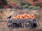 Pumpkin Patch Picks II Art Print