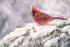 Winter Cardinal I Art Print