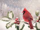 Holly Berry Cardinal Landscape Print