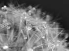 Droplet in Time I Art Print