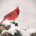 Winter Cardinal II Landscape Print