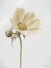 Simple Beauty Minimalist Print
