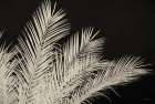 Palm Pattern Art Print