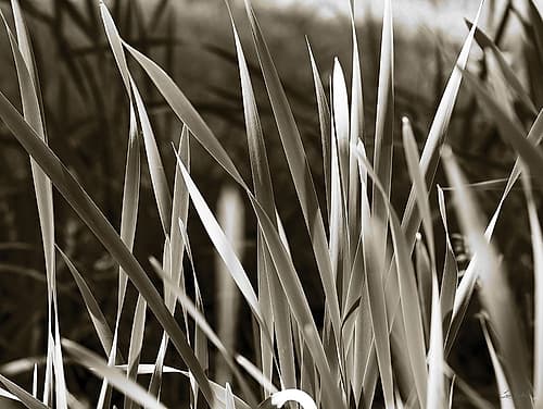 Sunlit Grass Art Print