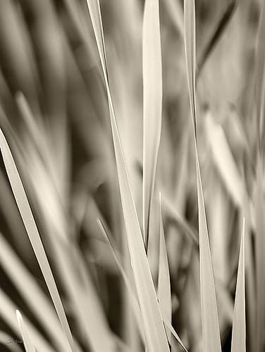 Blades of Grass Art Print