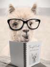 Things to Knit Alpaca Art Print